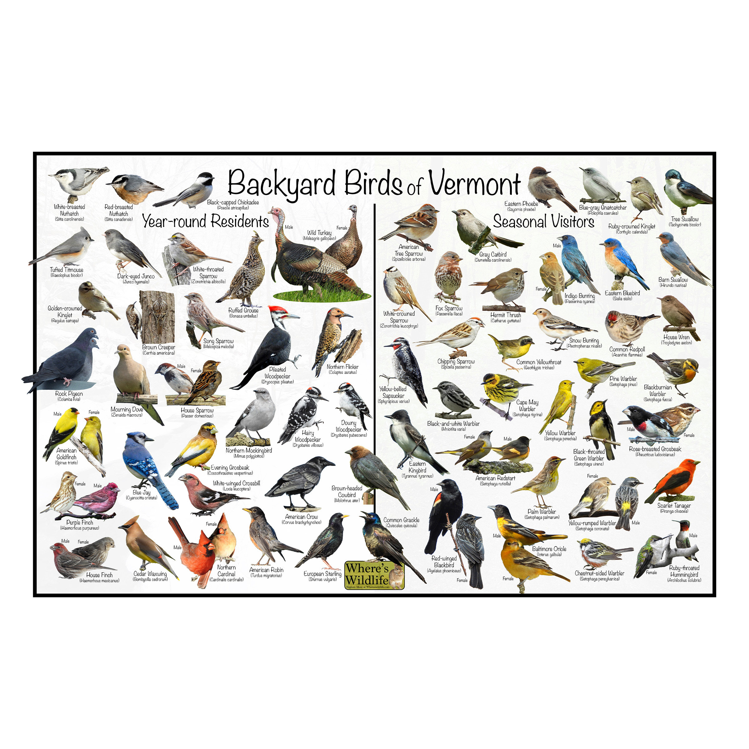 Backyard Birds of Vermont Bird Identification Poster Divided Into Year ...