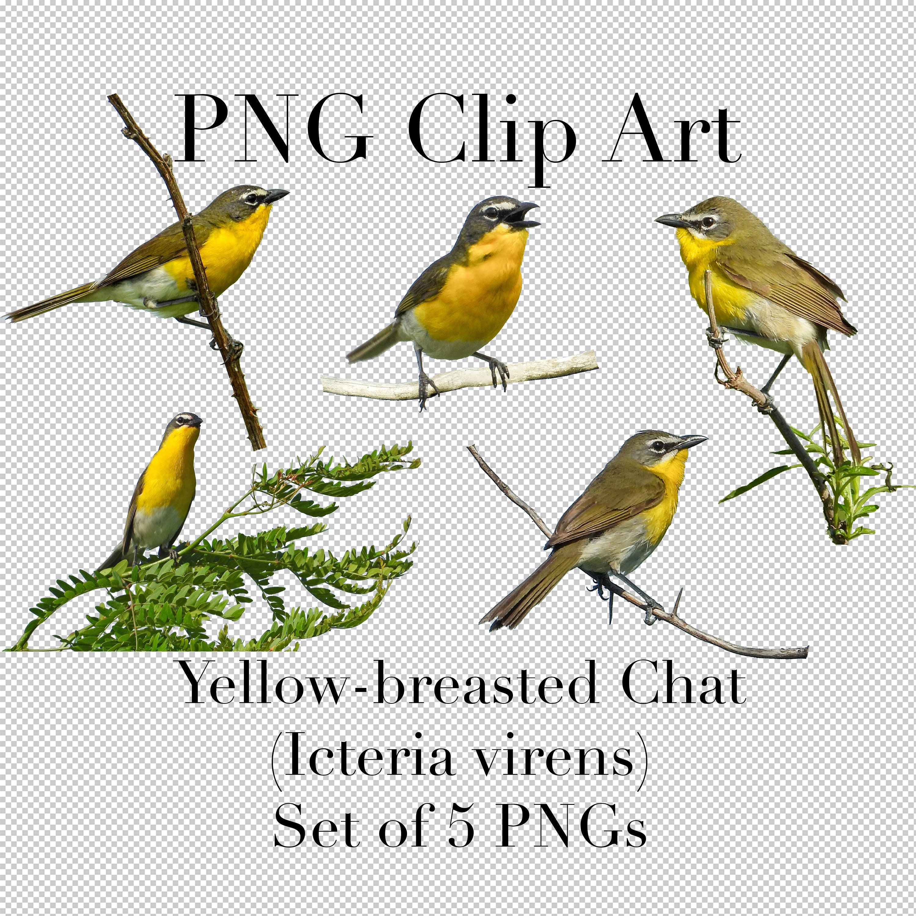 Yellow Breasted Chat Icteria Virens Warbler Bird Clip Art Etsy Finland