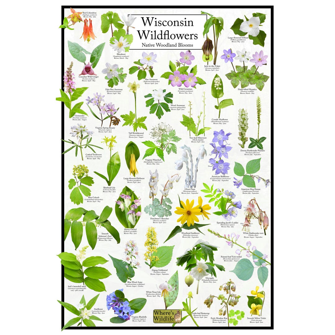Wisconsin Wildflowers - Native Woodland Blooms Poster | Wisconsin ...