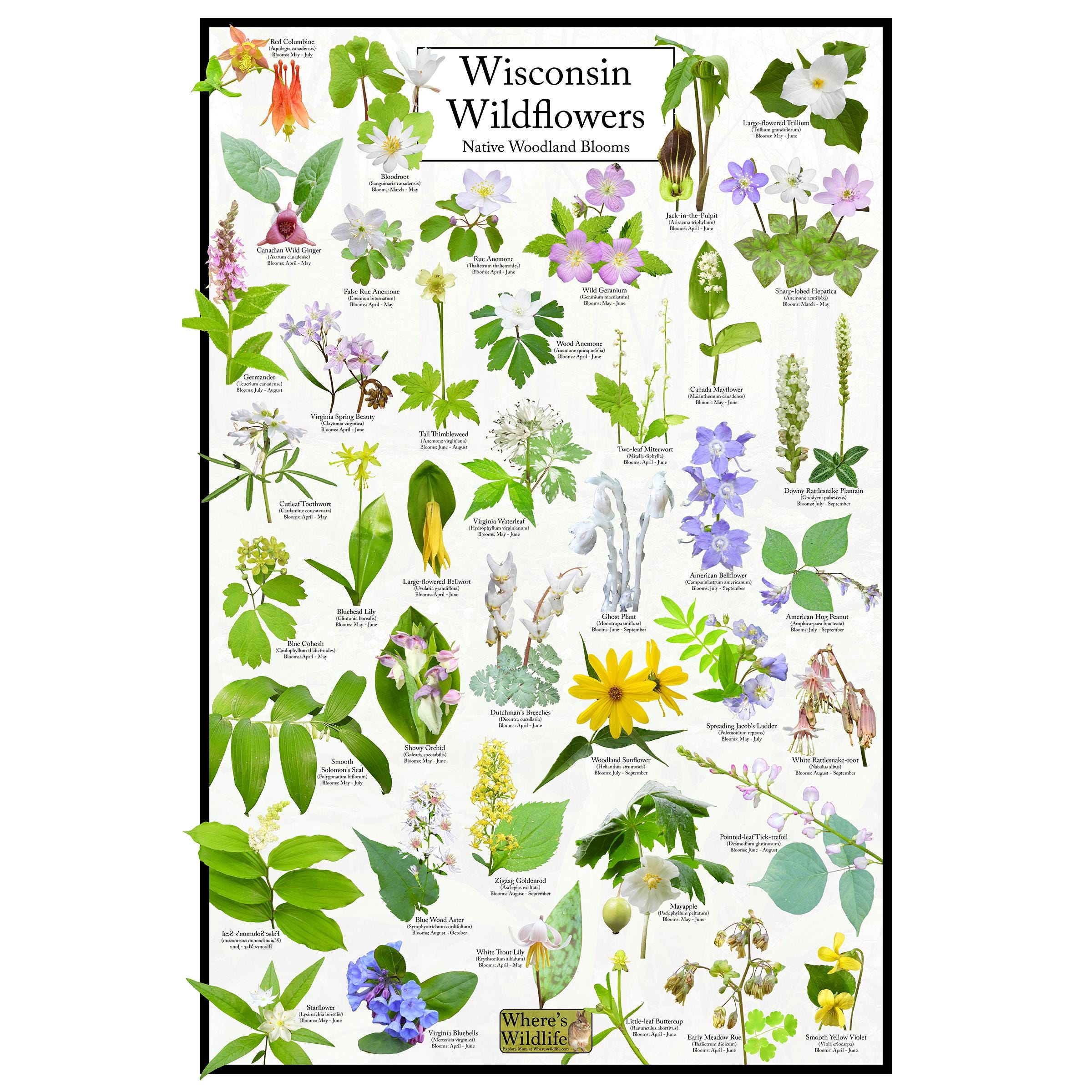 Native Wisconsin Wildflower Seed - Etsy