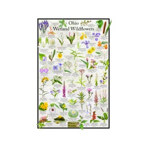 Póster de identificación de flores de flores silvestres de humedales de Ohio/proporciona identificación con imagen, nombre, tiempo de floración y estado nativo/carteles educativos