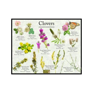 Clover Flower Field Guide / North American Clover Identification Education Poster Print / Proving Picture ID, Botanical Name, Bloom Time