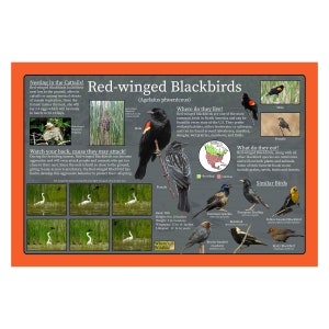 Afiche educativo sobre la naturaleza del mirlo de alas rojas que brinda datos e imágenes divertidos / Afiche sobre la vida silvestre y las aves / Guía de la naturaleza para niños