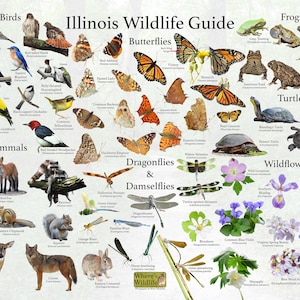 May include: A colorful illustrated guide to Illinois wildlife, featuring birds, butterflies, dragonflies, frogs, turtles, mammals, and wildflowers. The guide includes the common names and scientific names of each species.