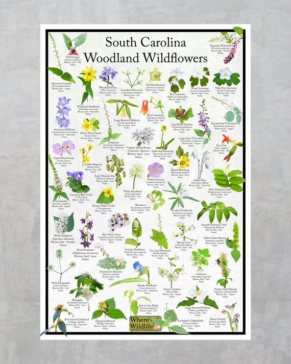 South Carolina Woodland Wildflower Identification Poster / Native