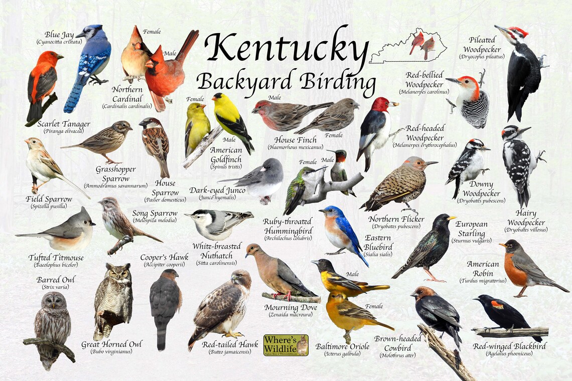 Birds of Kentucky Backyard Birding Identification Picture Etsy