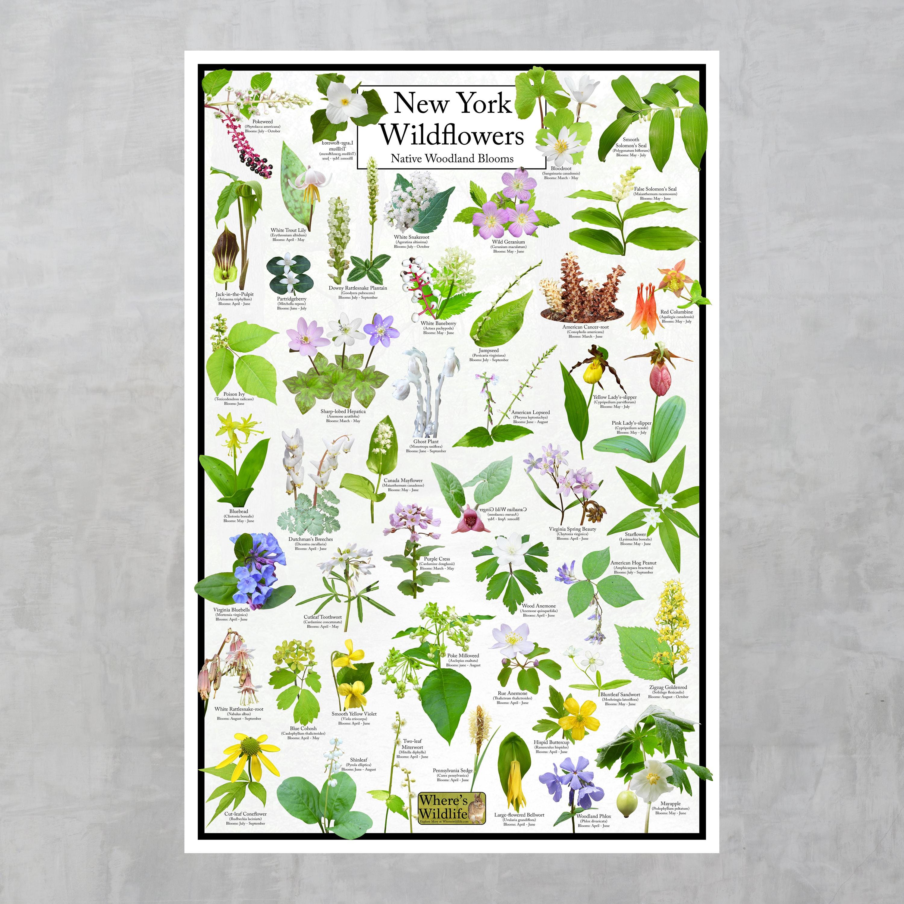 New York Wildflowers - Native Woodland Blooms Poster | New York's