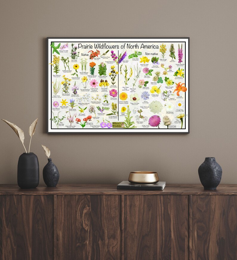 Prairie Wildflowers of North America / Flower Field Guide Poster ...