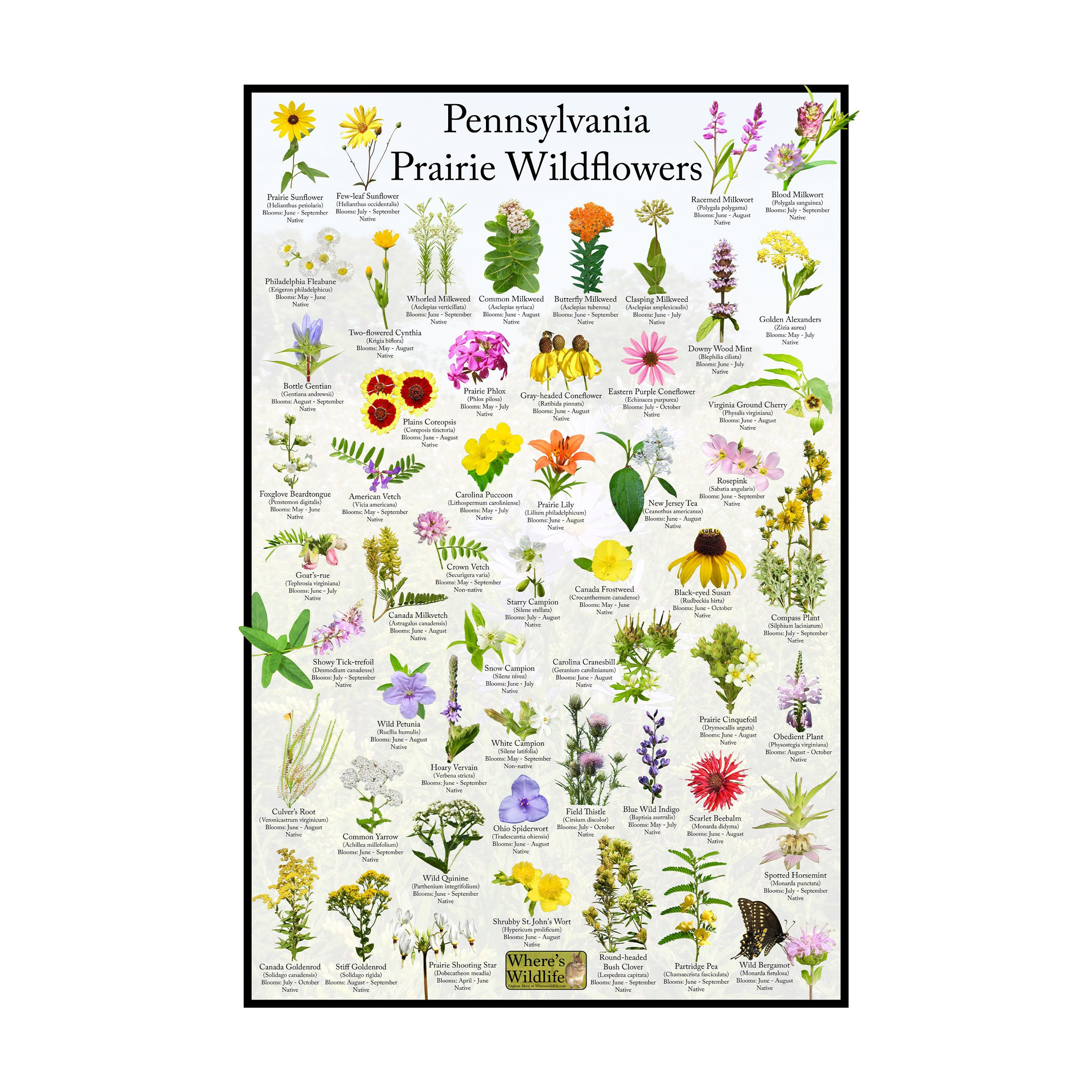 Pennsylvania Prairie Wildflower Poster / State Flower Guide Providing ...
