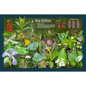 Cartel de la naturaleza educativa del humedal del hábitat del pantano / Carteles de vida silvestre y paisajes de aprendizaje visual / Cartel de la naturaleza del aula / Guía de la naturaleza de los niños