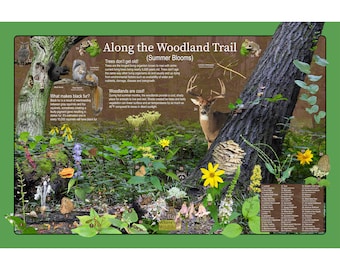 May include: An illustrated guide to the Woodland Trail, featuring a deer, squirrels, mushrooms, and various plants. The guide includes text about the woodland ecosystem and its inhabitants. The text reads "Along the Woodland Trail (Summer Blooms)" and "Trees don't get old!" and "Woodlands are cool!"