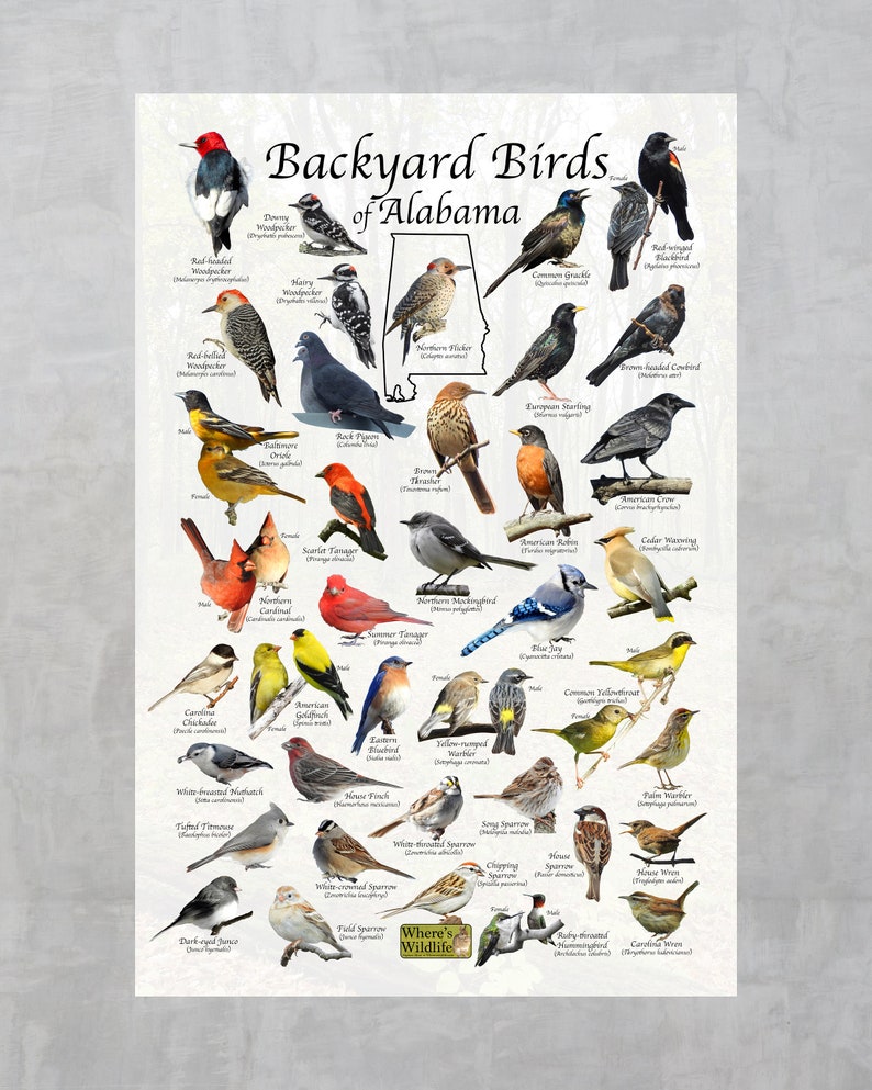 Backyard Birds of Alabama Bird Identification Poster Print / Etsy