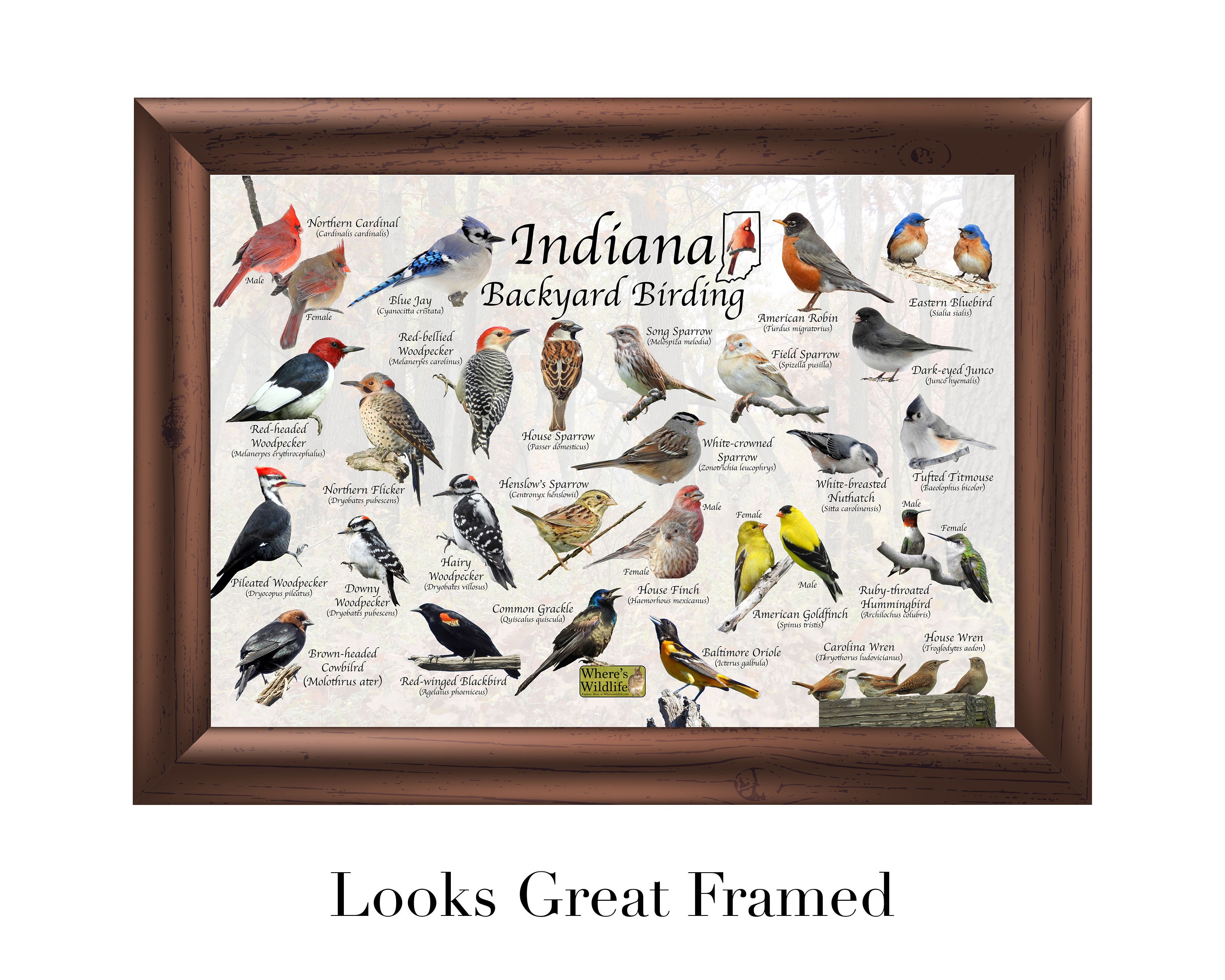 Birds of Indiana Backyard Birding Identification Picture Print Etsy