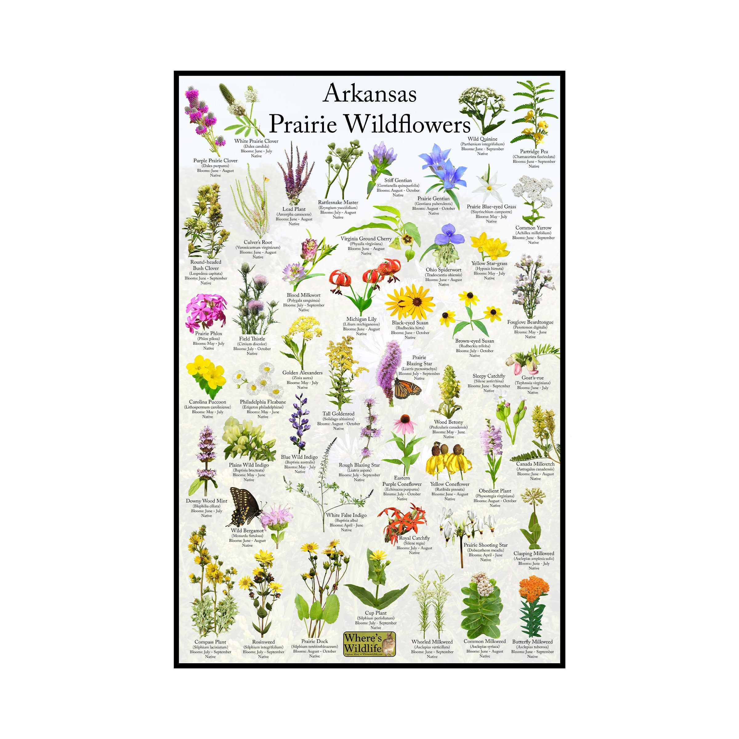 Arkansas Prairie Wildflower Identification Poster | Native Flower ID Field Guide | Provides flowers Picture, name and Bloom Time