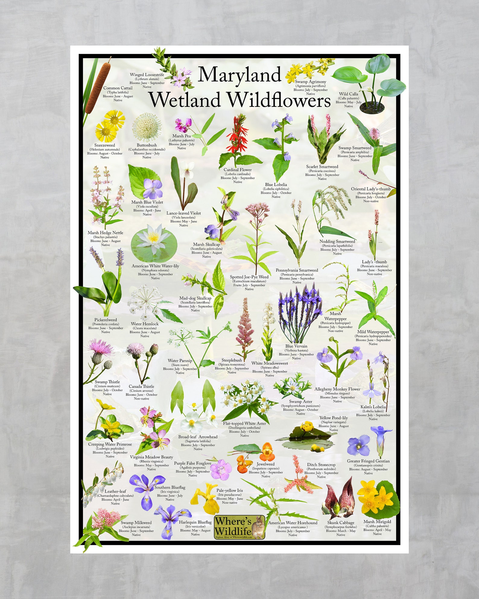 Maryland Wetland Wildflower Poster / State Flower Guide Providing ...