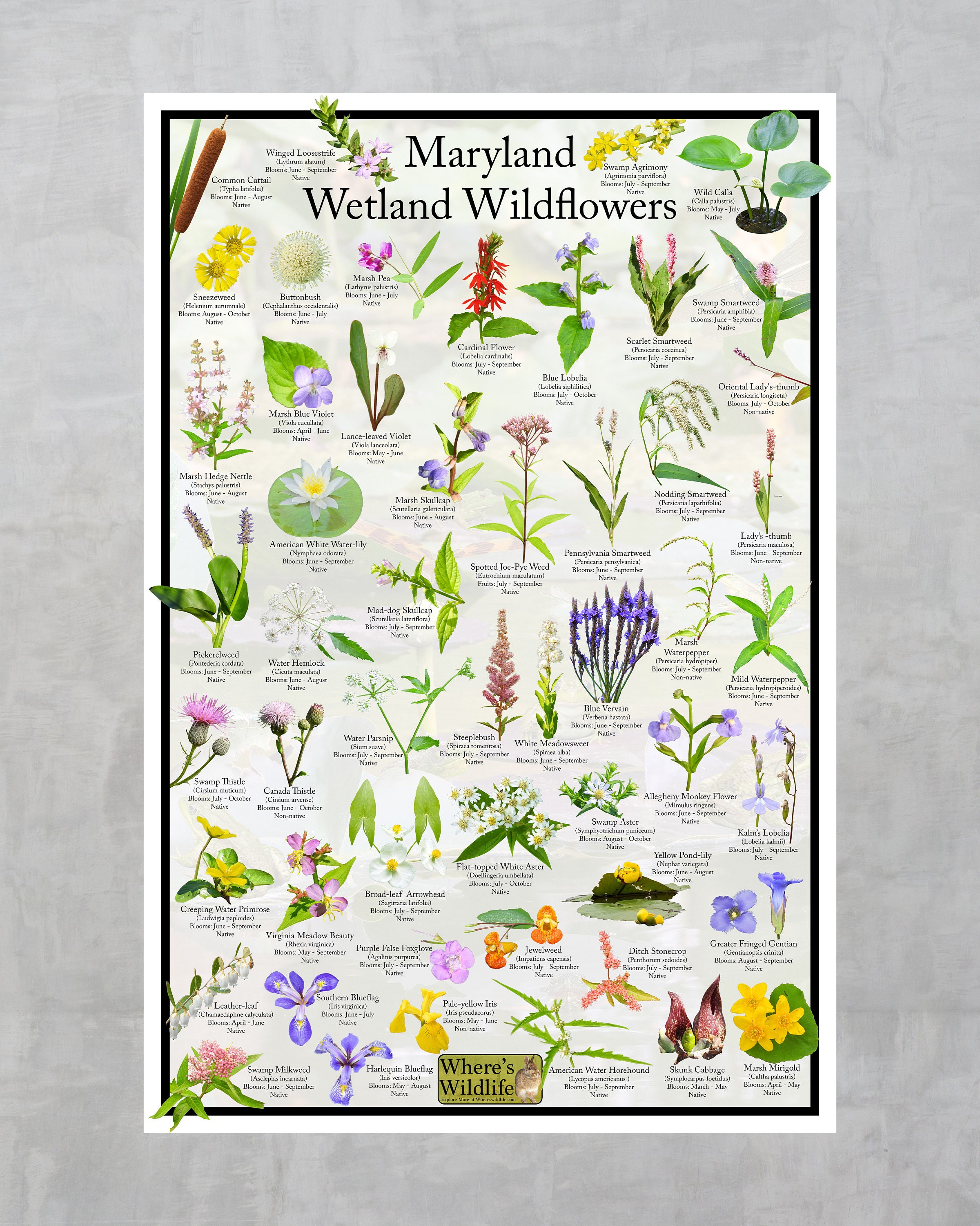 Maryland Wetland Wildflower Poster / State Flower Guide Providing ...