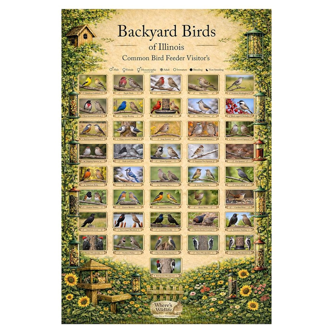 Illinois Backyard Birds Poster | Common Feeder Bird Identification ...