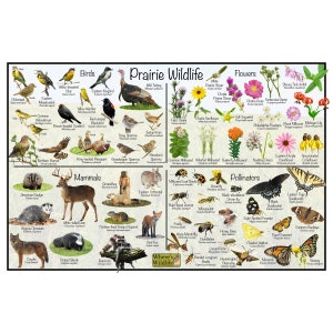 Cartel de la naturaleza de la guía de vida silvestre de la pradera / Educación sobre el hábitat de la pradera / Identificación de mamíferos, aves, flores silvestres y polinizadores comunes en las praderas