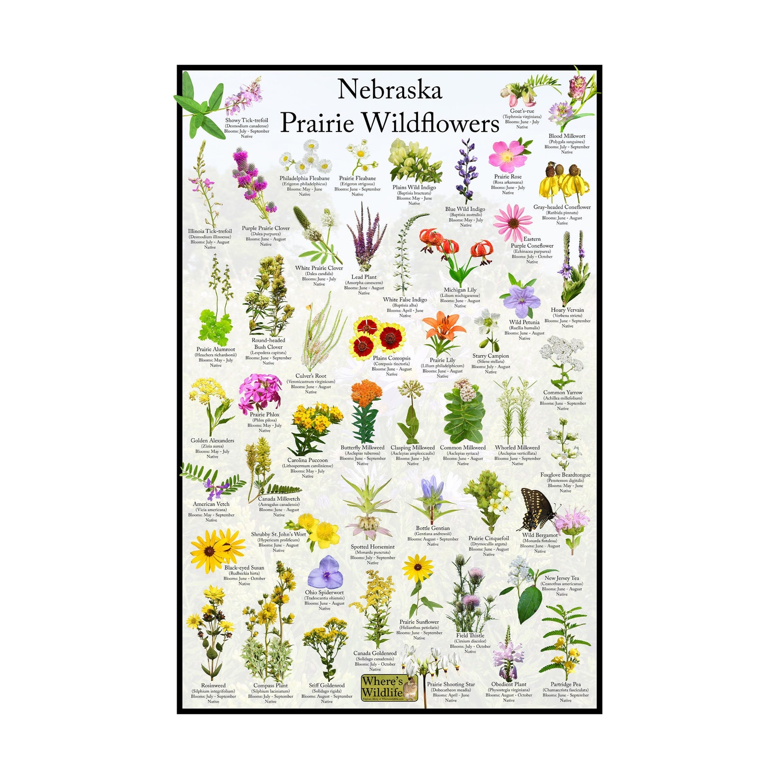 Nebraska Prairie Wildflower Poster / State Flower Guide Providing ...