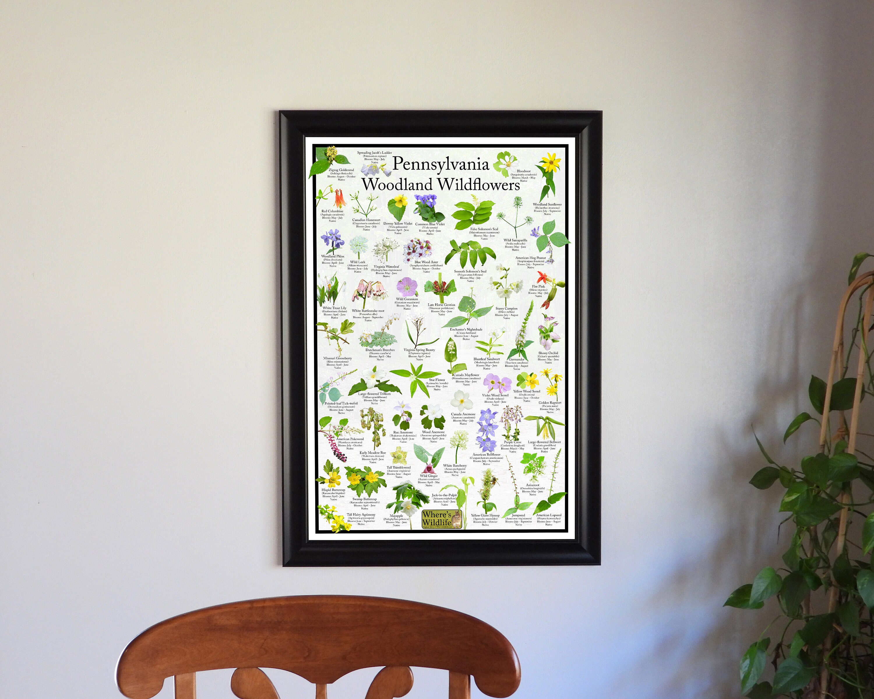 Pennsylvania Woodland Wildflower Field Guide / State Flower ...