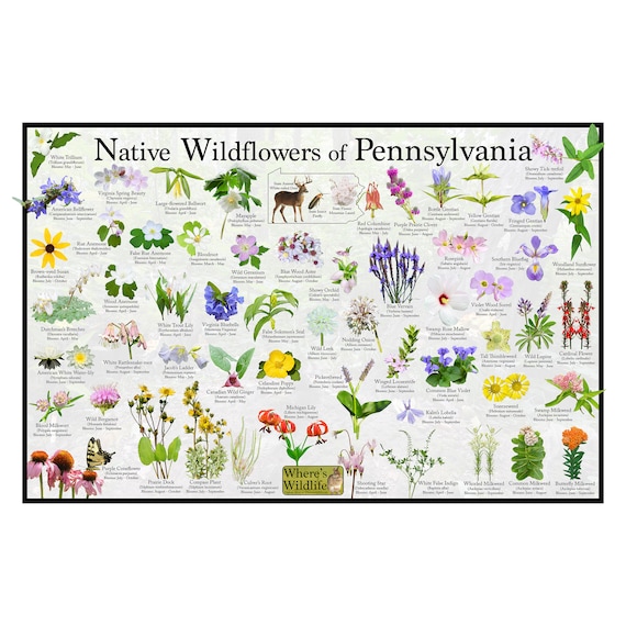 Native Wildflowers of Pennsylvania / State Flower Field Guide - Etsy