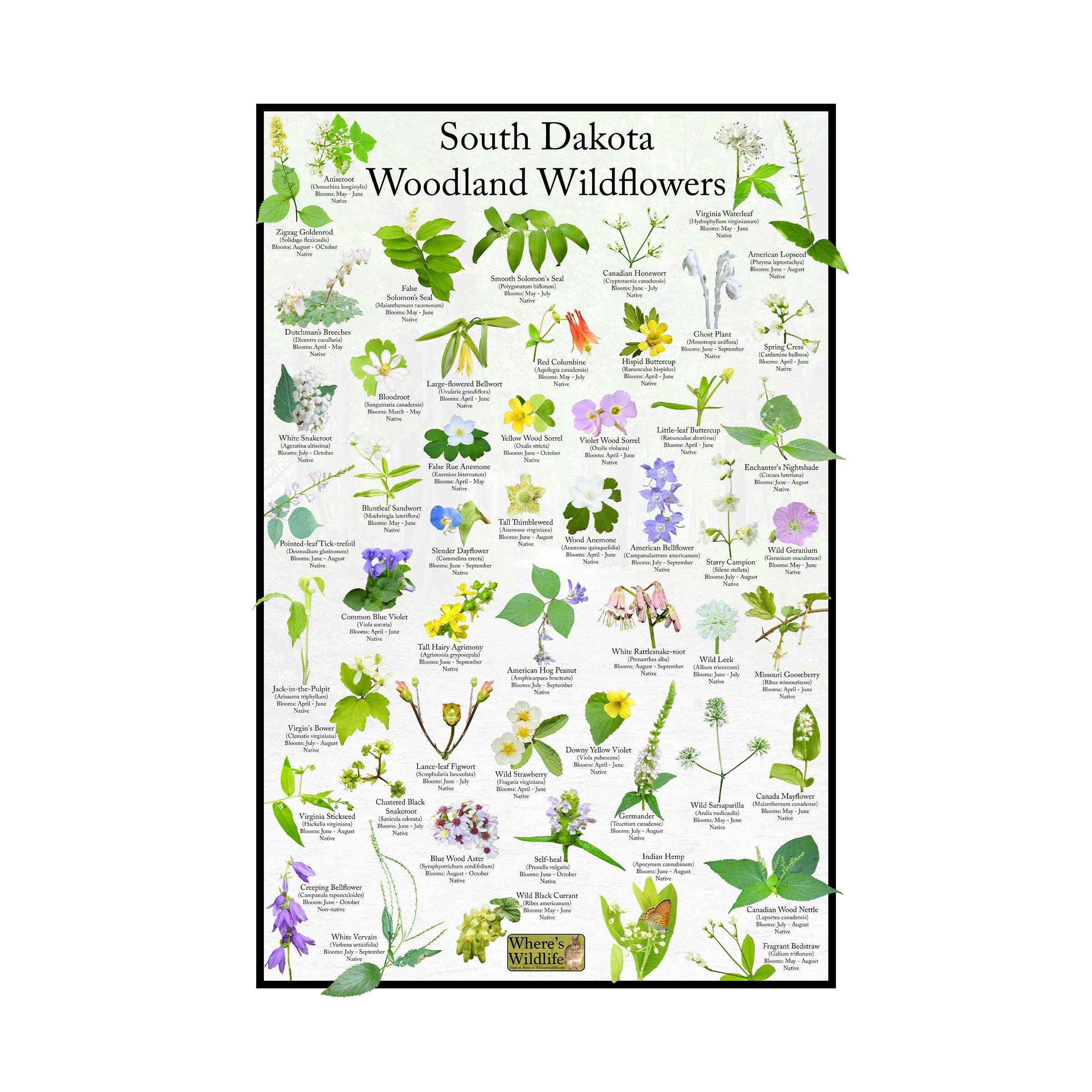 South Dakota Woodland Wildflower Identification Poster / Native