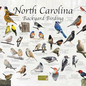 Impresión fotográfica de identificación de aves de Carolina del Norte para observación de aves en el patio trasero / Gran guía de campo para aves estatales comunes / Póster de naturaleza