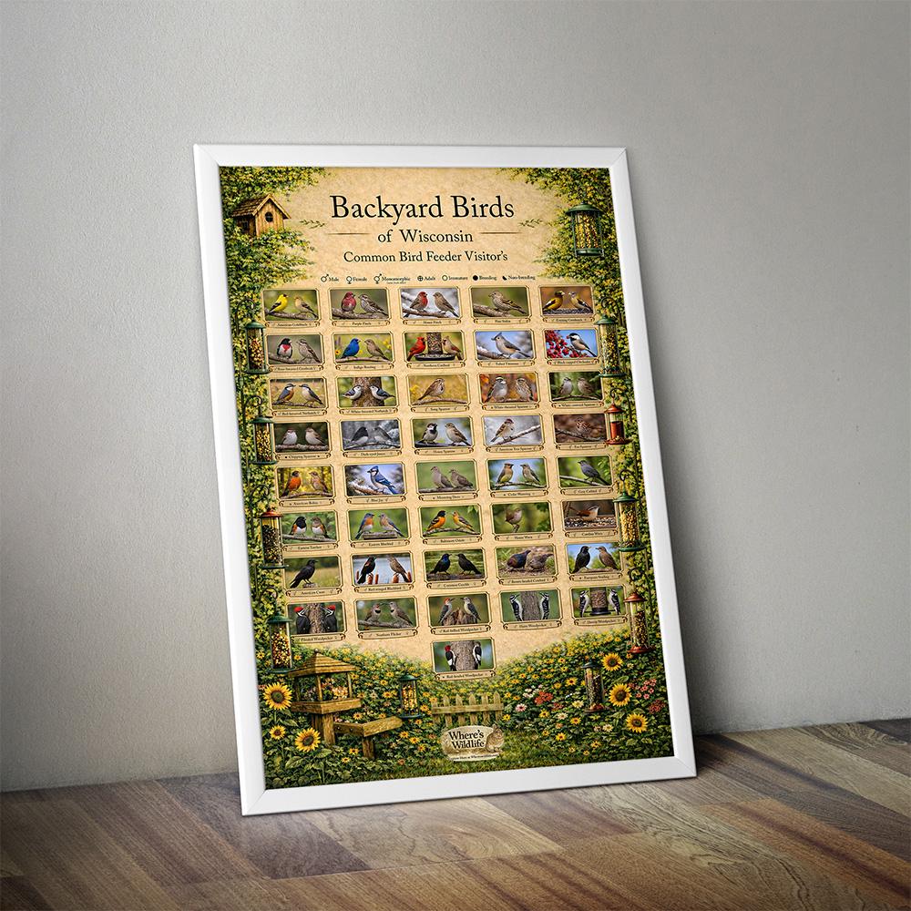 Wisconsin Backyard Birds Poster | Common Feeder Bird Identification ...
