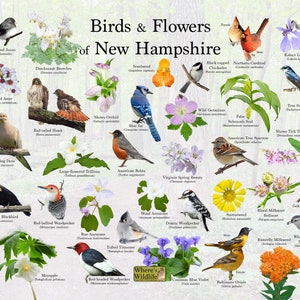 Impresión de póster de pájaros y flores de New Hampshire / Guía estatal de flores y pájaros que proporciona identificación de imagen / Póster de naturaleza