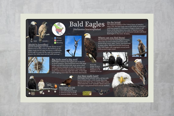 Bald Eagles Educational Nature Poster Providing Fun Facts and