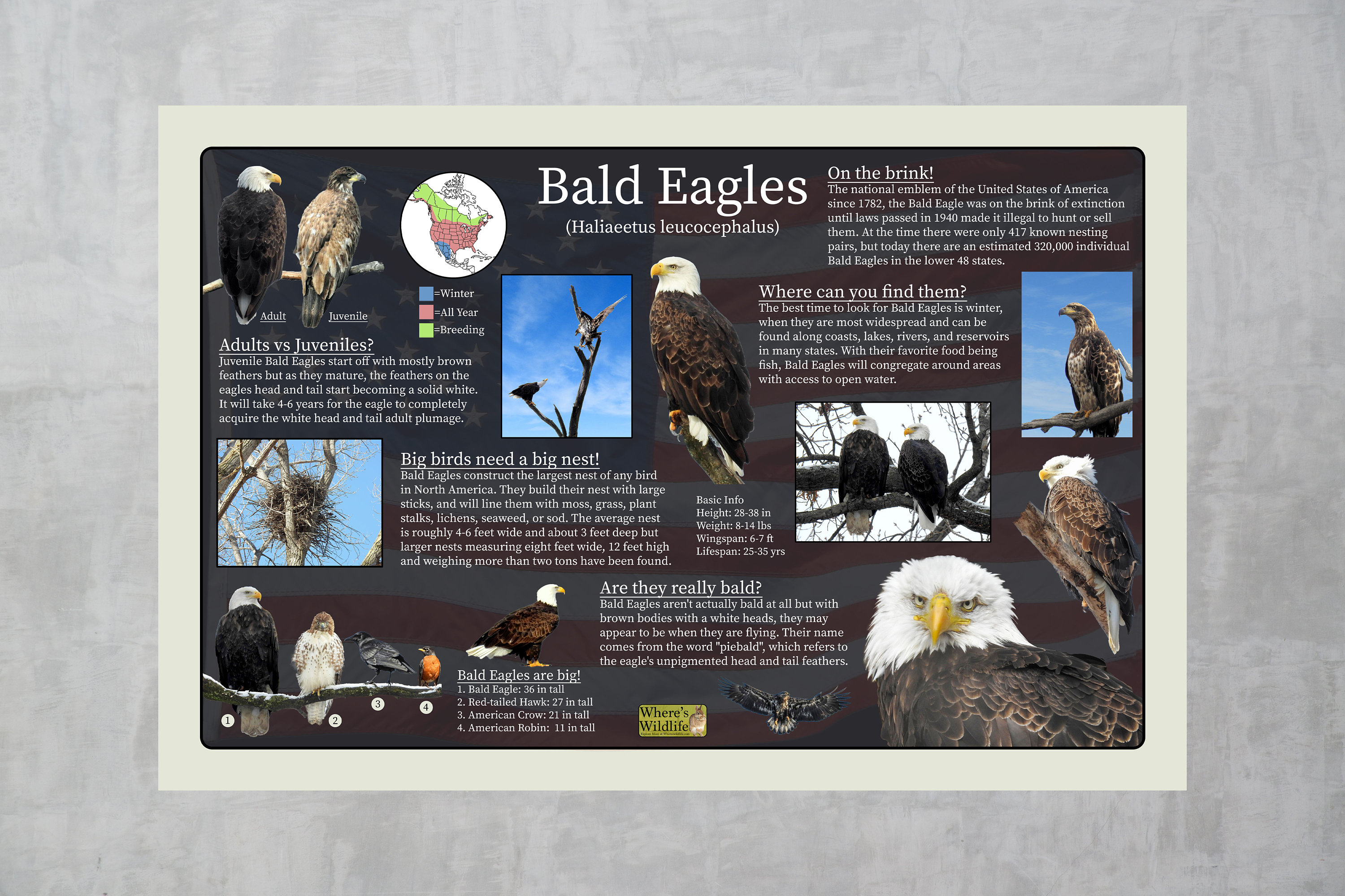 Bald Eagles Educational Nature Poster Providing Fun Facts and