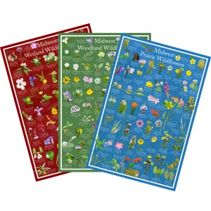 Midwest Wildflower Poster Pack Set de 3 / Incluye 1 Prairie, 1 Wetland, y 1 Woodland Flower Identification Posters / Midwest Region USA