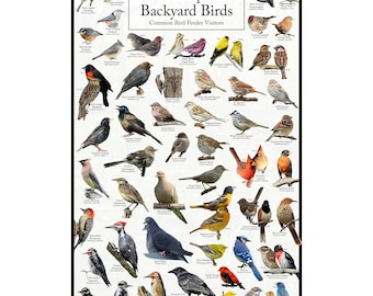 New Hampshire's Backyard Birds Poster - New Hampshire Bird Watching Chart Highlighting Birds At Your Bird Feeder - Educational Bird Guide