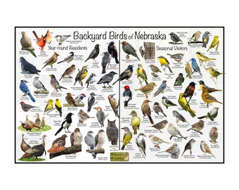 Backyard Birds of Nebraska Bird Identification Poster Divided by Year-round Residents & Seasonal Visitors / Birdwatching Nature Field Guide