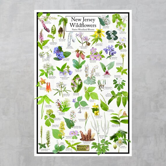 New Jersey Wildflowers - Native Woodland Blooms Poster | New