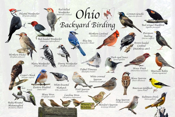 Birds of Ohio Backyard Birding Identification Picture Print/ - Etsy