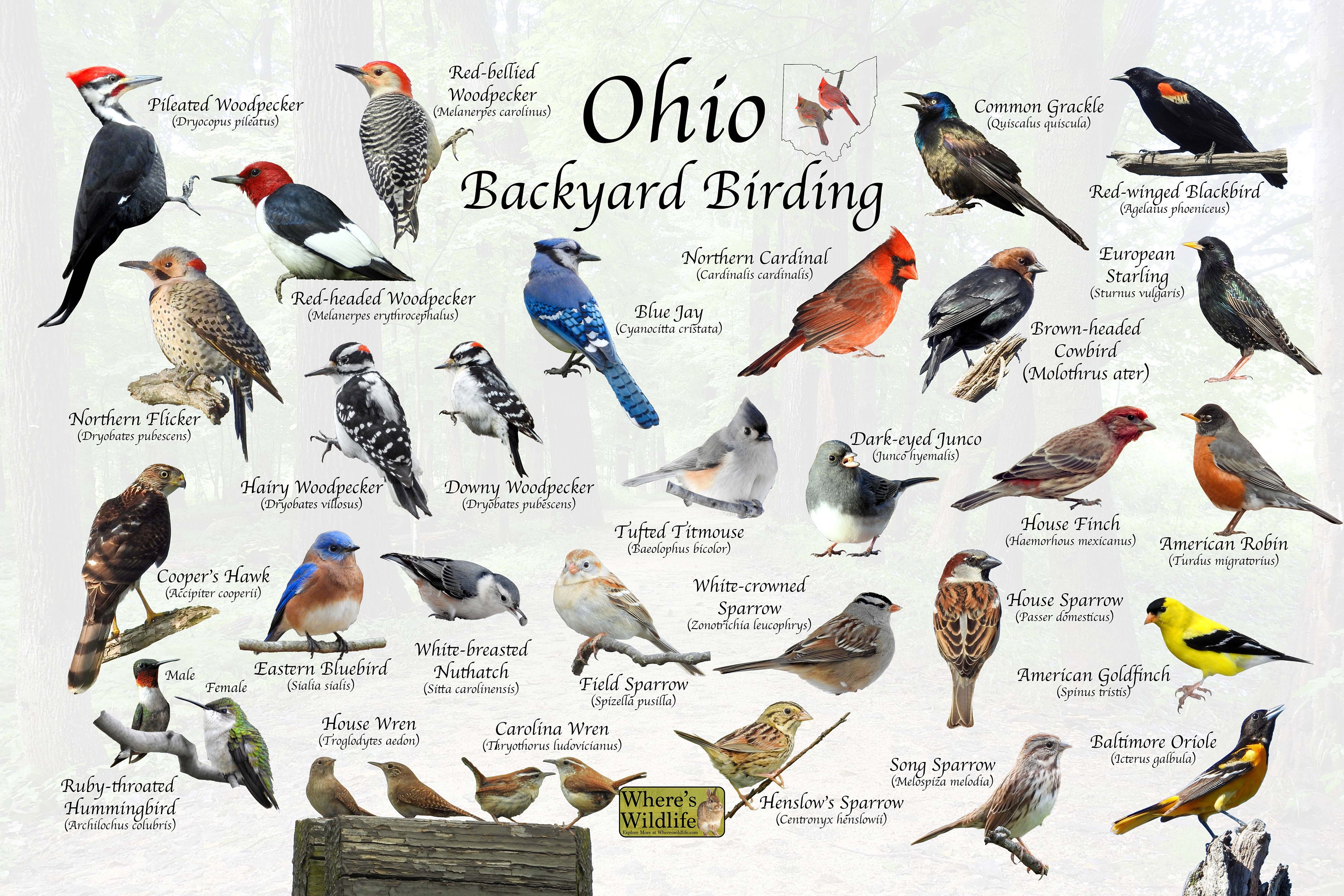 Birds of Ohio Backyard Birding Identification Picture Print/ Great