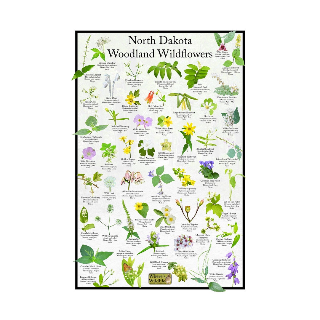 North Dakota Woodland Wildflower Identification Poster / Native Flower ...