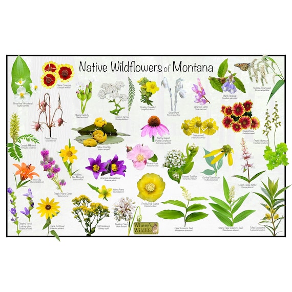 Montana native wildflowers field guide poster showing state flower identification chart for national park visitors