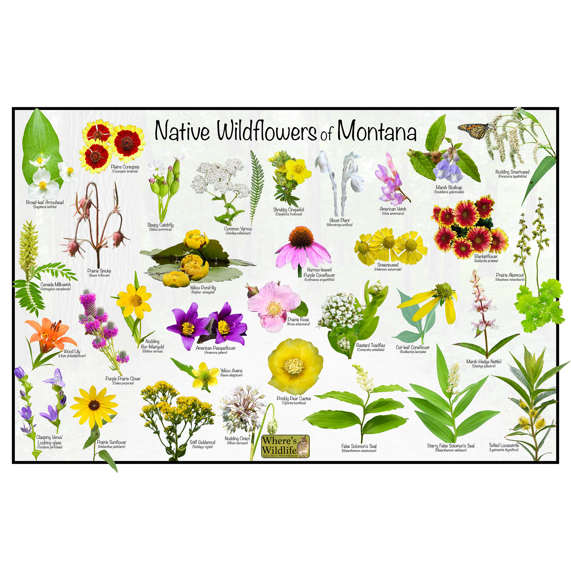 Flores silvestres nativas de Montana/cartel de guía de campo de flores del  estado que proporciona identificación de imagen, nombre y tiempo de  floración/cartel de identificación de flores - Etsy México, image size:2400x2400