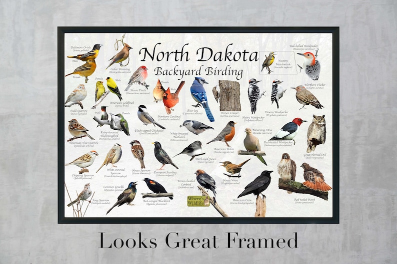 Birds of North Dakota Backyard Birding Identification Picture Print ...