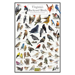 Afiche de aves del patio trasero de Virginia: cuadro de observación de aves de Virginia que destaca las aves en su comedero para pájaros: guía educativa sobre aves