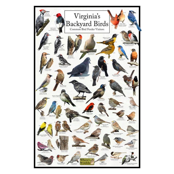Virginia's Backyard Birds Poster - Virginia Bird Watching Chart Highlighting Birds At Your Bird Feeder - Educational Bird Guide