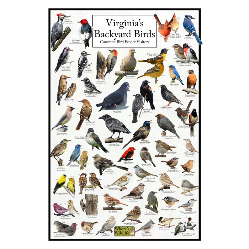 May include: A colourful poster featuring illustrations of various bird species commonly found in Virginia backyards. The poster is titled "Virginia's Backyard Birds: Common Bird Feeder Visitors" and includes the text "Where's Wildlife".