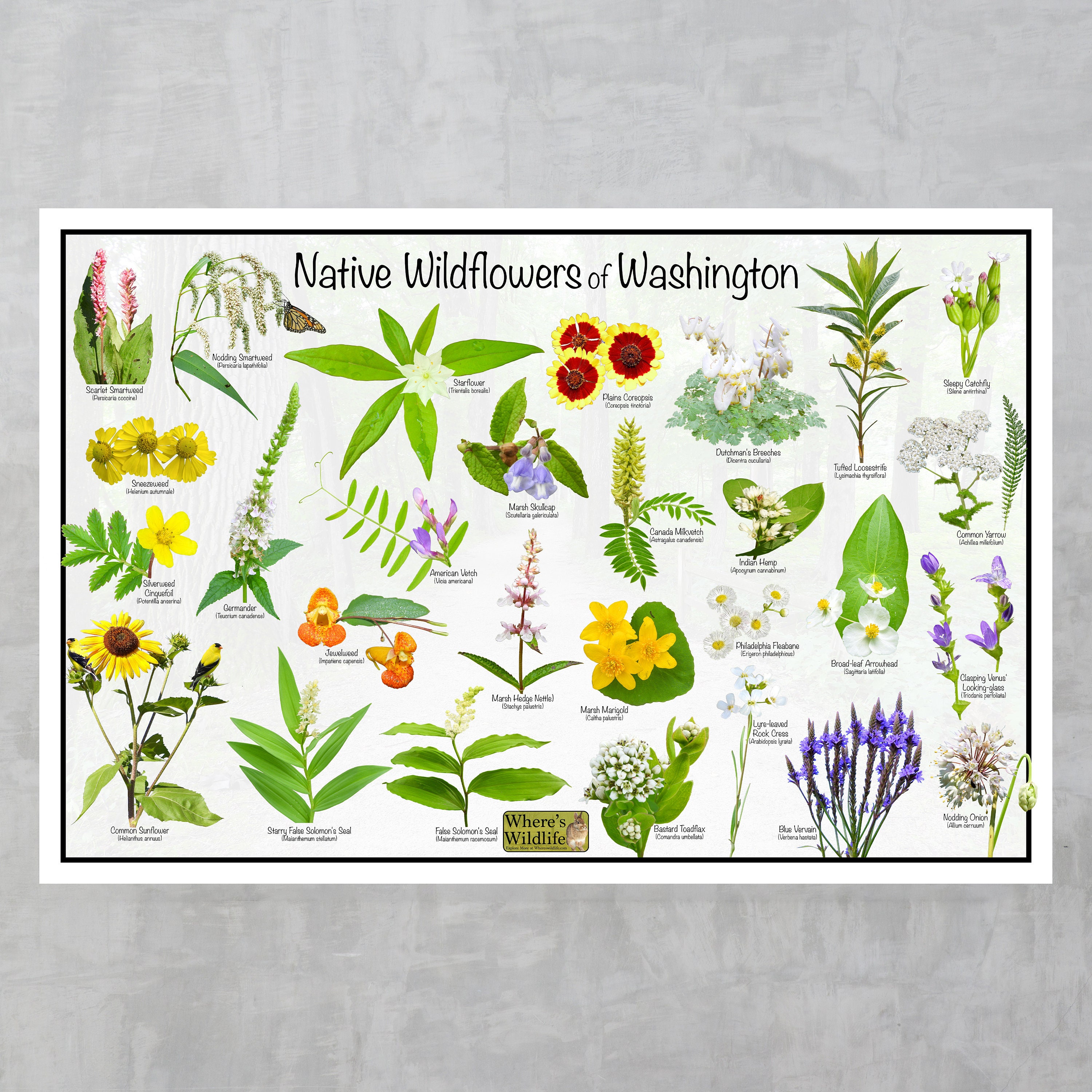 Wild Flowers of Japan: A Field Guide: Ran Levy, Kevin Short