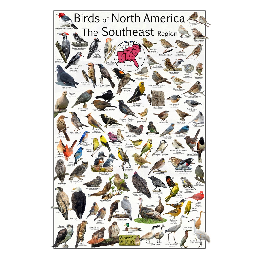 Birds of North America the Southeast Region Provide 83 Bird
