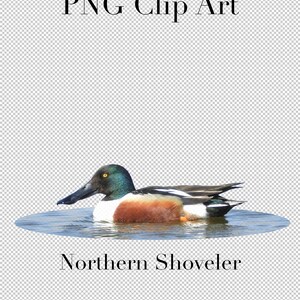 K&ouml;nnte beinhalten: Ein Nordamerikanischer L&ouml;ffelente mit gr&uuml;nem Kopf und braunem und wei&szlig;em K&ouml;rper schwimmt in einem blauen Teich. Die Ente hat ein gelbes Auge und einen langen, flachen Schnabel. Der Text "Northern Shoveler" befindet sich unter der Ente und der Text "Image Included" darunter.