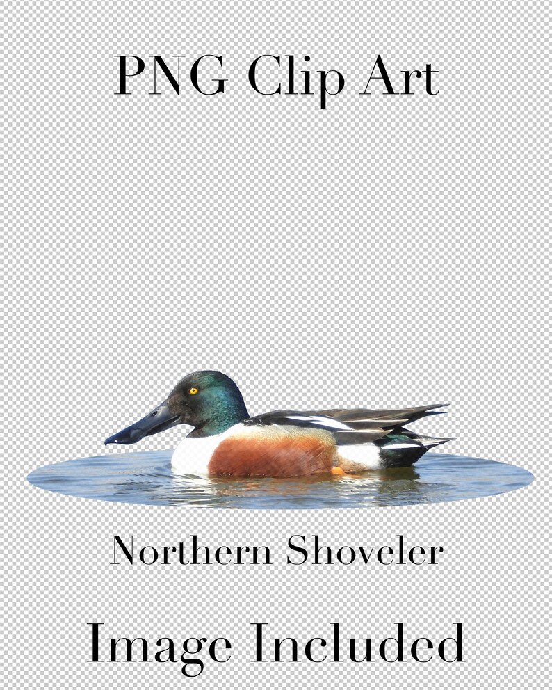 K&ouml;nnte beinhalten: Ein Nordamerikanischer L&ouml;ffelente mit gr&uuml;nem Kopf und braunem und wei&szlig;em K&ouml;rper schwimmt in einem blauen Teich. Die Ente hat ein gelbes Auge und einen langen, flachen Schnabel. Der Text "Northern Shoveler" befindet sich unter der Ente und der Text "Image Included" darunter.