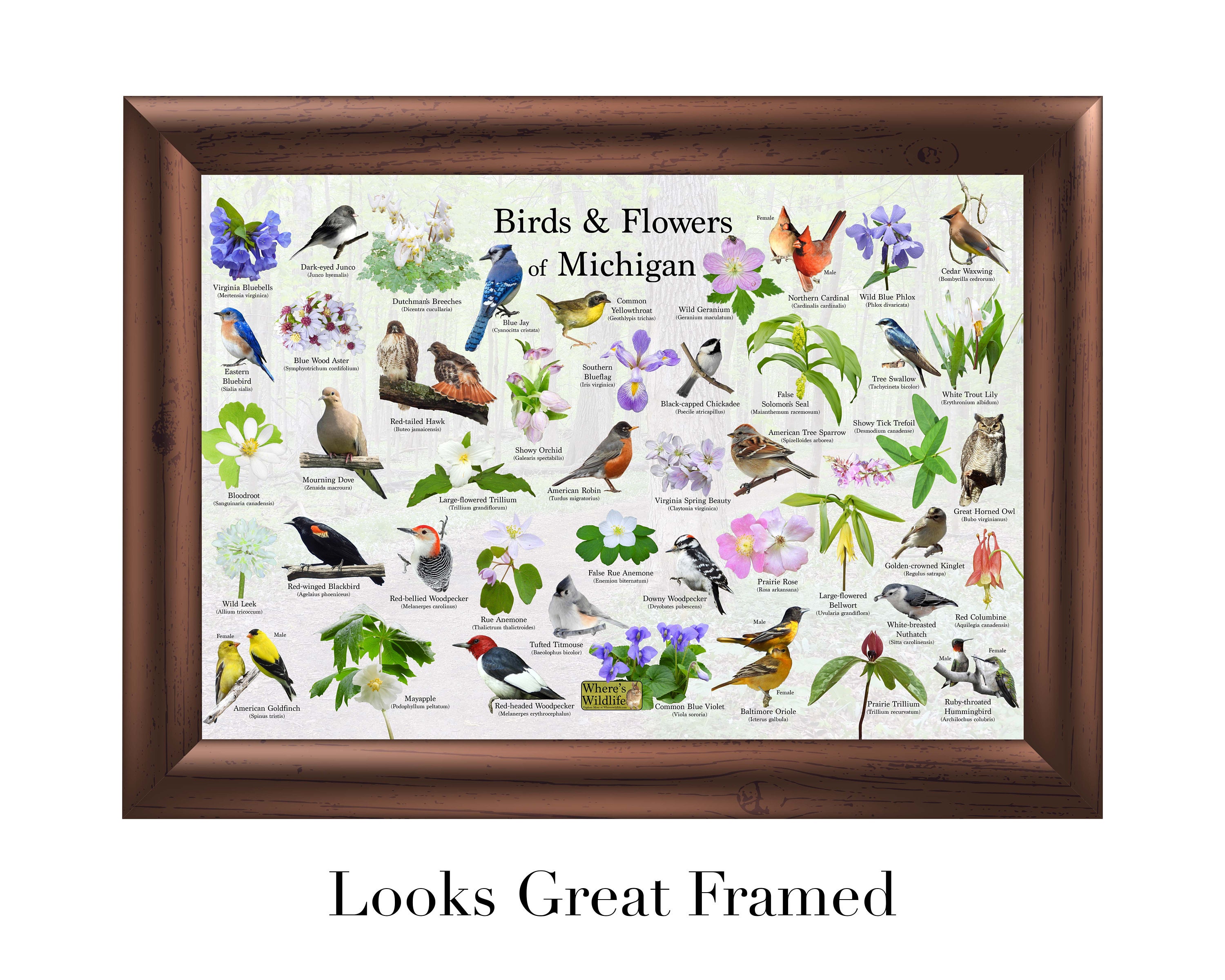 Birds and Flowers of Michigan Poster Print / State Flower & Bird Guide ...