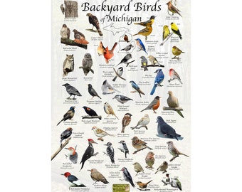 May include: A colorful poster featuring illustrations of 36 different bird species commonly found in backyards in Michigan. The poster is titled "Backyard Birds of Michigan" and includes the Where's Wildlife logo.
